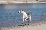 WHIPPET 209